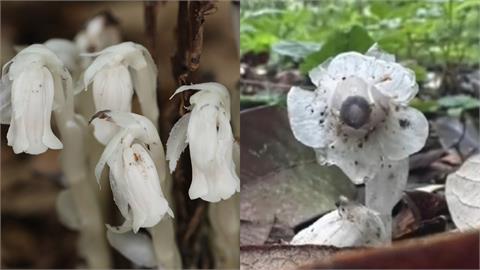 中國驚見「7株冥界之花」人一碰就發黑！專家親揭稀有度：1年只出現40天