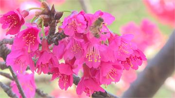 立春到來！宜蘭、基隆櫻花綻放 吸引遊客到訪