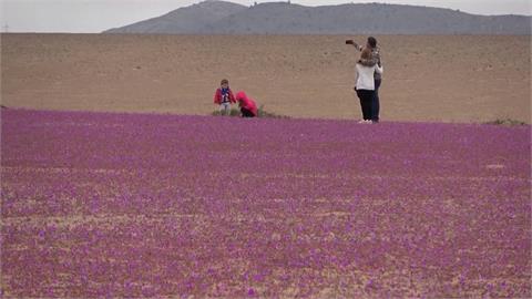 世界最乾沙漠提早「冬天開花」　專家：聖嬰現象導致