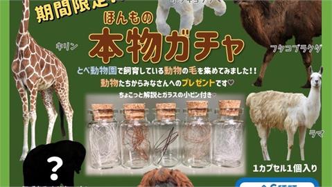 太狂掀搶購潮！日本動物園推6款「體毛扭蛋」　還有未知神秘動物