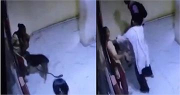 女等電梯被鄰居狗偷咬　嗆「管好你家寵物」秒遭飼主打巴掌