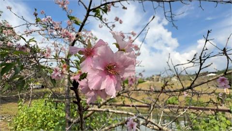 9月也能賞櫻？南投石馬公園河津櫻「1年2開」　吸引遊客朝聖