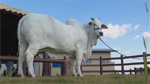 全球最貴母牛在巴西要價1.3億　全天監視攝影、保鑣看守