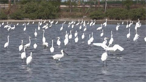 網友炸鍋! 移工"煮野鳥"貼文附黑面琵鷺照片警展開追查
