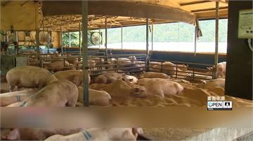 南韓鄰近北朝鮮農場 又傳非洲豬瘟疫情