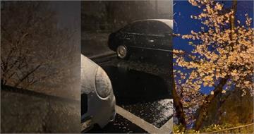 南韓百年奇觀「4月罕見下雪」 櫻花配白雪絕美畫面被搶拍