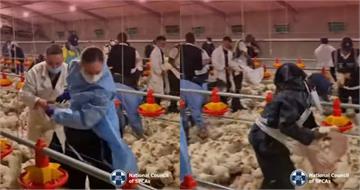 南非數十萬隻雞餓到「互相啃食」！　動保團體無奈執行安樂死