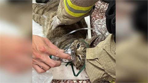 快新聞／香港宏福苑大火逾200隻寵物受困高樓　動保志工與警消聯手救出逾百隻