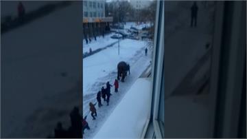 兩頭大象雪中逛大街 凱薩琳堡民眾驚嚇