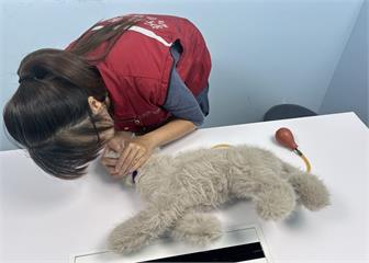 國際貓咪日！新北推廣「貓咪CPR」　守護毛孩生命安全