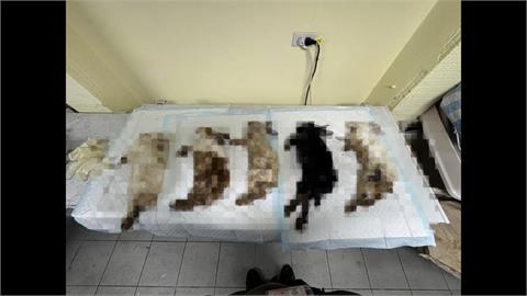 惡劣兔餐廳！非法展演大量病兔死亡　業者：生涯規劃停業