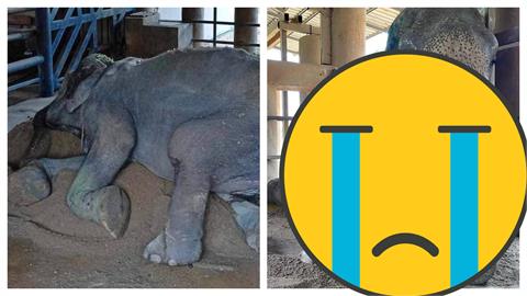 泰國「大象奶奶」工作80年未休息！動保團體救援近況曝：真的累壞了