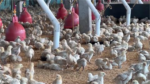 小犬釀雲林５萬戶停電　養雞場上千隻小雞死亡