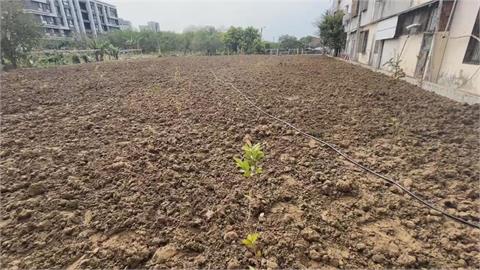 快新聞／柯文哲停車場改種芭樂遭中媒踢爆雜草叢生　他曝：中國想切割！
