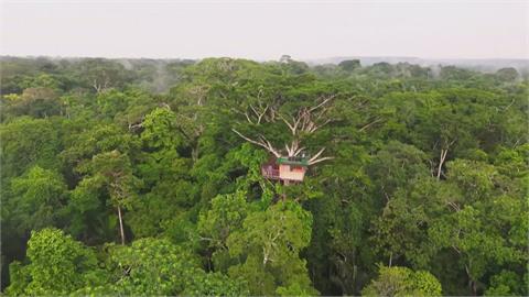 保護秘魯雨林生態　跨界搭建生態獨特樹屋