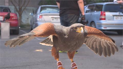 放飛栗翅鷹　「空襲」傷女遊客　新手飼主遭送辦