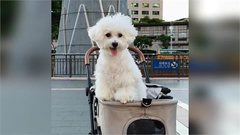 快新聞／如何維護毛小孩健康？生病吃藥還不夠　挑選寵物食品應注意5件事