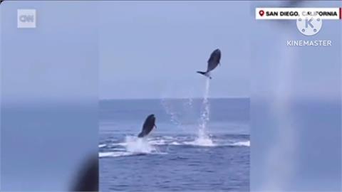 海豚化身體操選手！　縱身躍出海面展現「力與美」