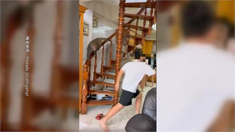 不速之客！高雄鼓山民宅獼猴闖入　屋主嚇：牠也要團圓？