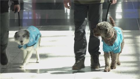 伊斯坦堡機場「治療犬」計畫　5隻訓練有素的狗狗　幫旅客舒緩壓力