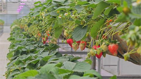 呂彥廷轉戰農業「科技系統」運用數據　種草莓產值翻倍