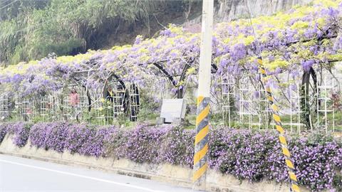 嘉義瑞里紫藤花季將開跑　歌手楊淨宇獻唱邀民賞花