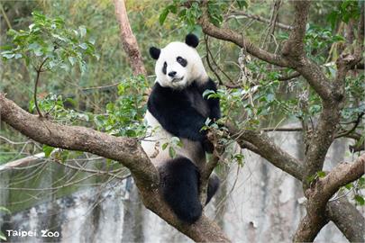 大貓熊「圓寶」5歲生日　北市動物園特製蛋糕慶祝