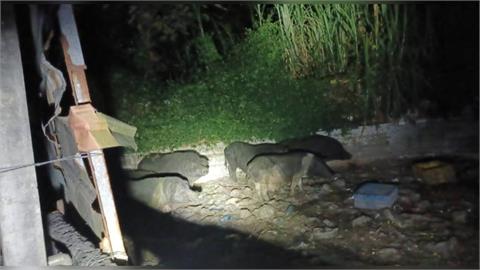 防疫破口?豬瘟防疫第三階段"沒有擴散" 民眾通報:太平山區出現6山豬