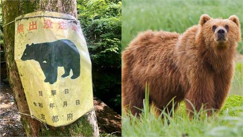 平地也會遭攻擊⋯日熊襲事件創紀錄！專家曝「獵殺量暴增3倍」：這1個月最危險