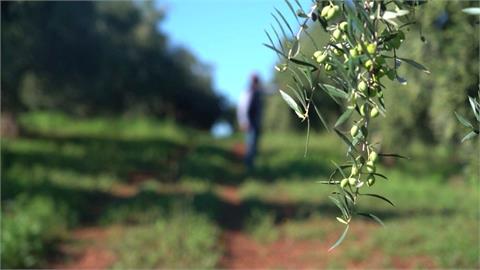 歐洲現多起橄欖偷竊事件　果農擬橄欖樹裝上GPS