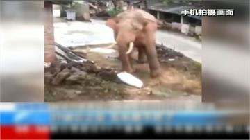 大象入村搶糧！中國出動無人機全天監控