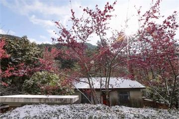 豔紅櫻花映皚皚白雪 武陵宛如北國詩畫