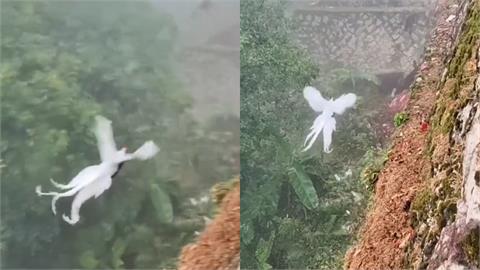 仙境神鳥？絕美「白鳳凰」山谷飛行　珍稀品種曝光網驚：以為只是傳說