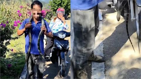 男子誤認無毒將「眼鏡王蛇」掛脖把玩！慘遭鑽褲管咬傷1小時後身亡