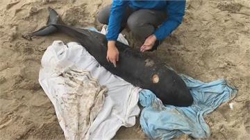 疑海浪大與群體沖散 小鯨豚擱淺沙灘獲救