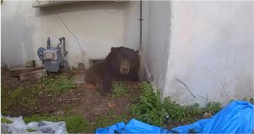 最壞室友不是人！249公斤黑熊佔屋37天　屋主漆彈反擊成功驅趕