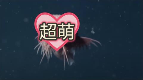 深海3200m驚見「呆萌新物種」！「粉嫩軟Q＋水靈藍眼」3cm蝸牛魚亮相