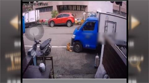 柴犬慵懶躺門前曬太陽　基隆貨車竟無視輾過尾巴