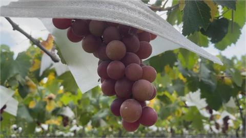 日台交流協會1張圖曝「5大人氣葡萄」！產量第1品種竟來自日本