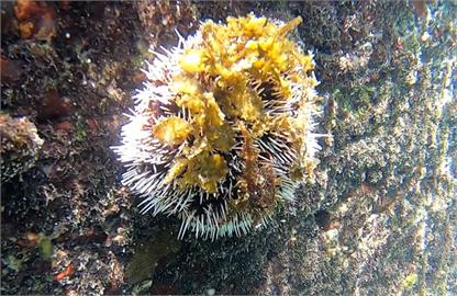 新北貢寮投入海膽養殖提高收益　產量供不應求