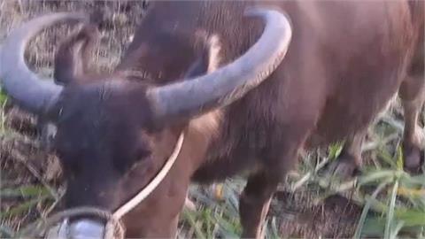 25歲男「多次侵犯水牛」出事！突用四肢行走、吃草「堅信自己變牛」醫一看驚了