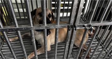 基隆郵差送信竟被家犬咬斷手指　狗兒收容飼主將遭罰