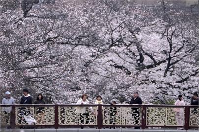 桃紅頸天牛啃食 日本櫻花樹暗藏「枯萎危機」