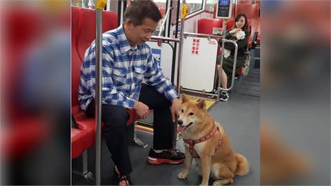 快新聞／毛孩爸媽注意！新北推「免裝籠」上公車　狗狗友善路線全曝光