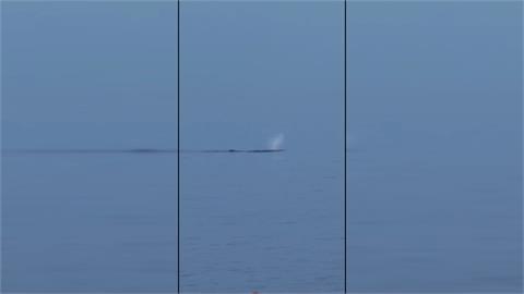 小琉球海域現「龐然大物」　竟是超過15米抹香鯨