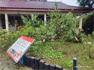 楊柳來襲！高山颳狂風　福壽山農場蘋果王應聲吹斷