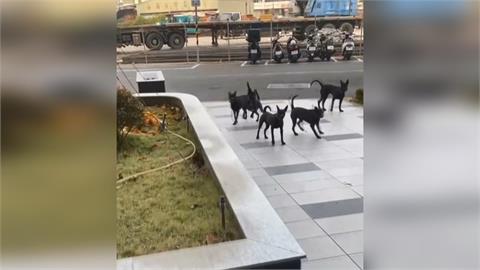 放任「黑狗群」吠叫追車！　高雄飼主遭勸導反威脅怒罵