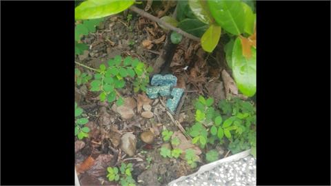 公園亂竄！整個北市都是鼠樂園？　市府「公園投放老鼠藥」挨批恐被誤觸