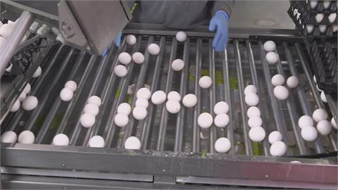 美國爆禽流感蛋價狂飆！夏威夷一盒雞蛋破300元台幣