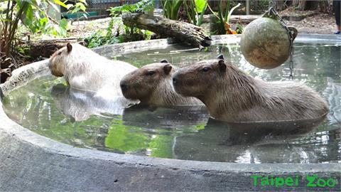 快新聞／整修完成！台北市立動物園明起重新開園　歡迎大小朋友造訪